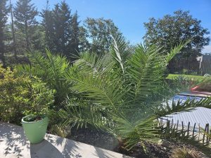 Les espaces verts sont essentiels pour apporter de la beauté, de la tranquillité et un air frais à notre environnement quotidien