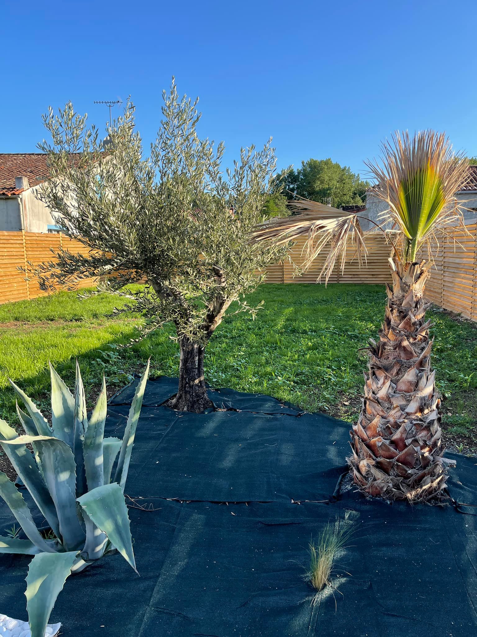 Travaux de Plantation d’Arbres à Rabat – Les Jardins d’Elle